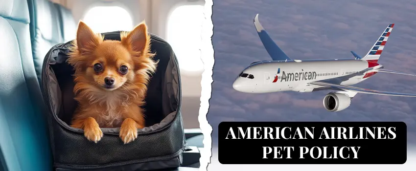 American Airlines Pet Policy